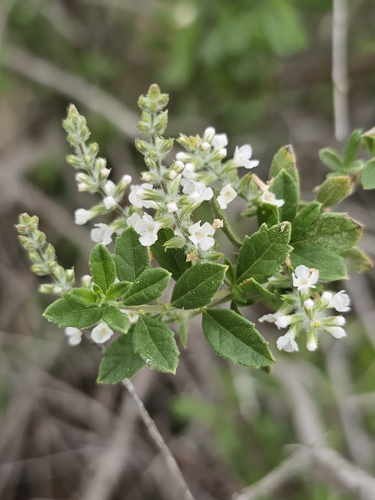 Whitebrush (Aloysia gratissima)