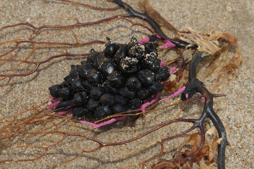 Sepia officinalis