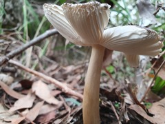 Amanita cheelii