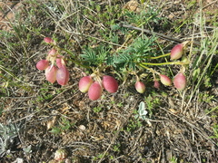 Astragalus chorinensis