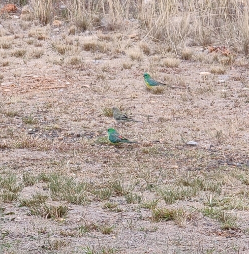 Red-rumped Parrot