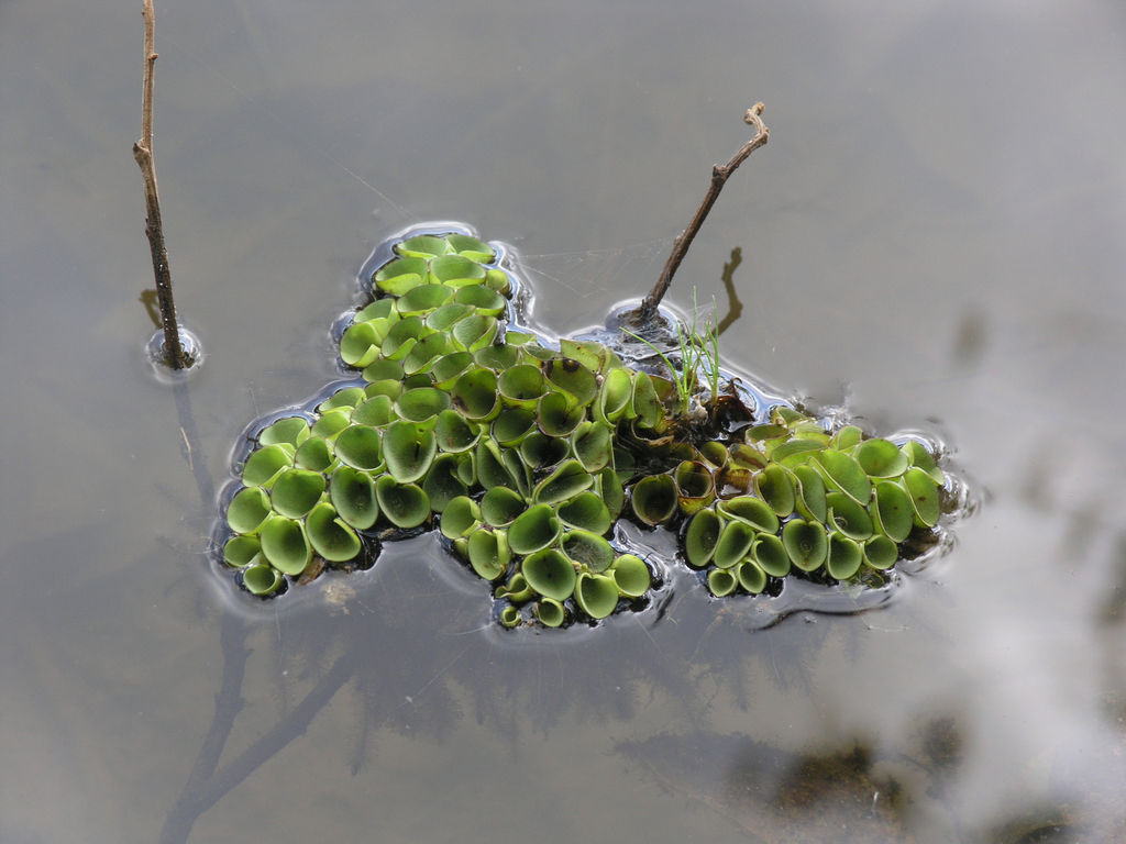 Bèo ong – Salvinia cucullata
