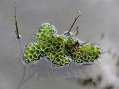 Salvinia cucullata