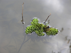 Salvinia cucullata