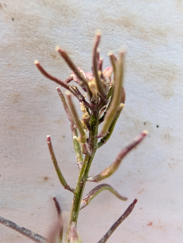 California mustard (Caulanthus lasiophyllus)