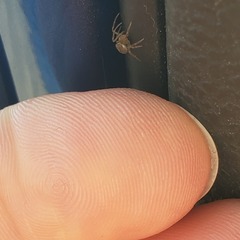 Araneidae