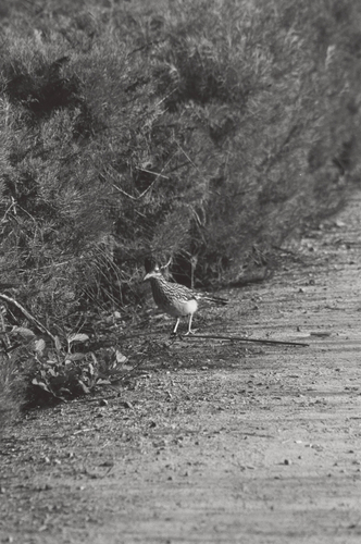 iNaturalist observation photo of Greater Roadrunner