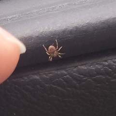 Araneidae