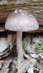 Amanita cheelii