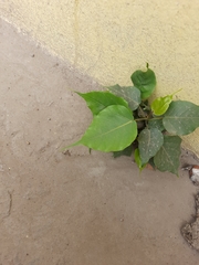 Ficus religiosa