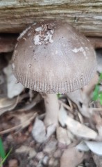 Amanita cheelii