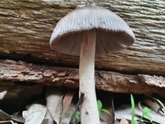 Amanita cheelii