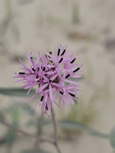 Palafoxia texana (Palafoxia texana)