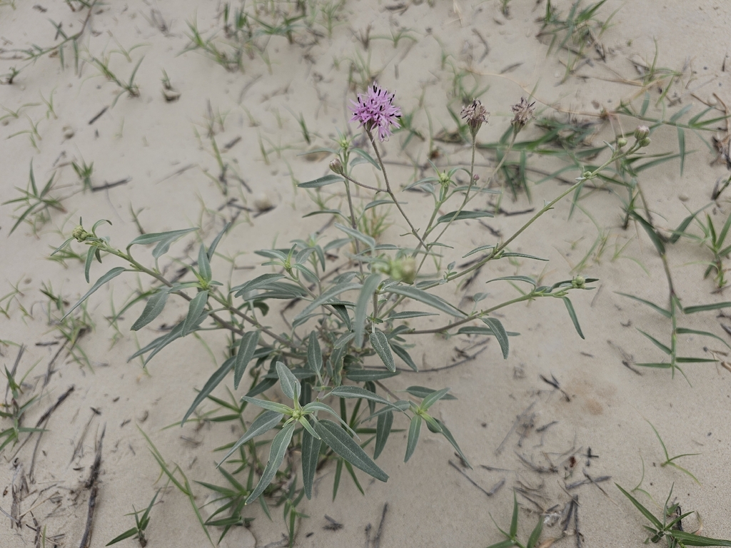 Palafoxia texana; photograph (c) Liliana Ramírez-Freire, some rights reserved (CC BY)