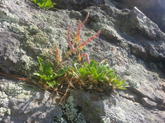 Borodinia macrophylla
