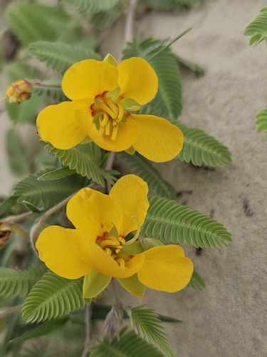 Texas Sensitive Pea (Chamaecrista flexuosa)
