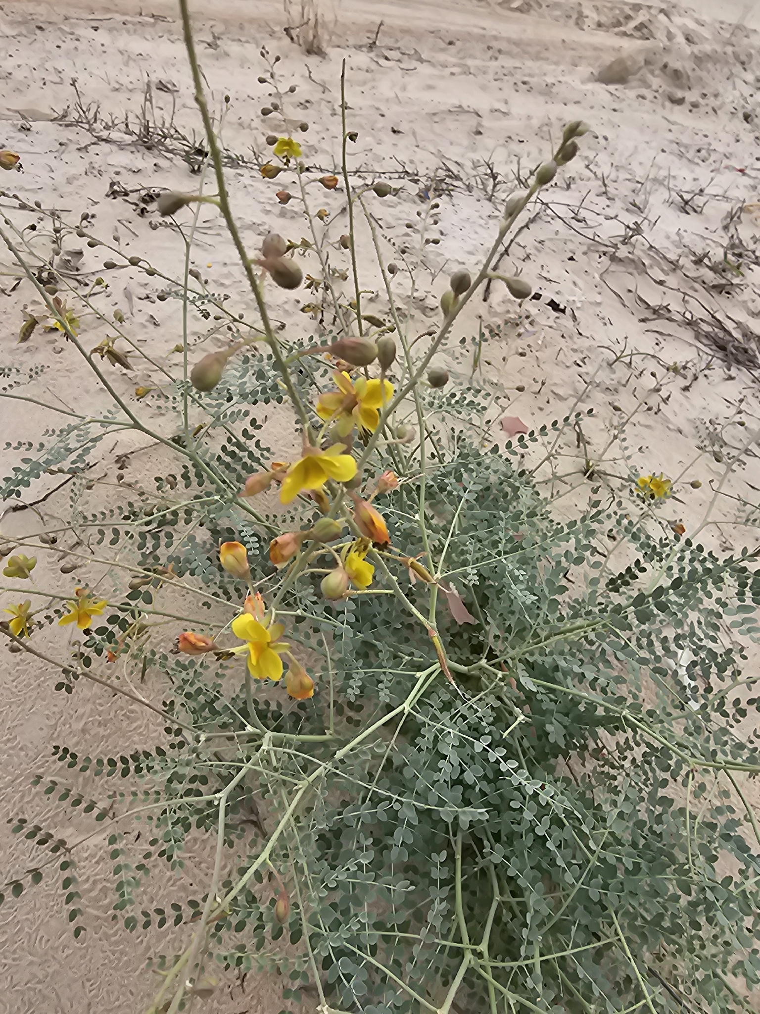 Tailed Nicker (Erythrostemon caudatus)
