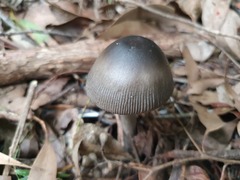 Amanita cheelii