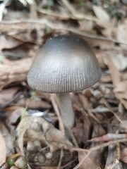 Amanita cheelii