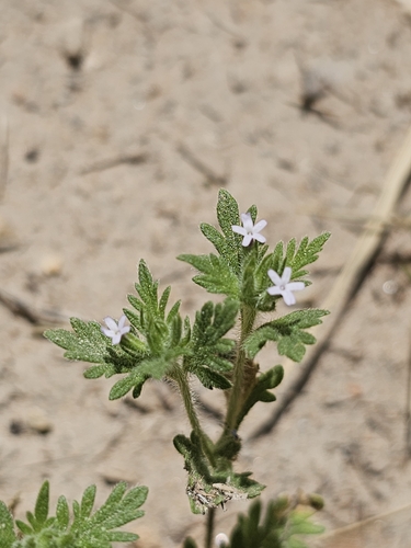Beaked Mock Vervain (Glandularia quadrangulata)