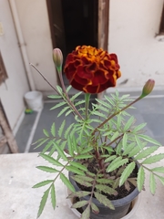 Tagetes erecta