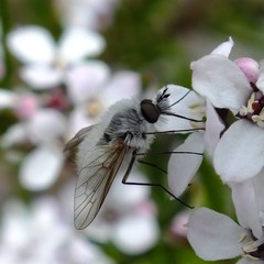 Acreotrichus antecedens