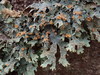Common Lichens - Photo (c) Melissa Hutchison, some rights reserved (CC BY-NC-ND), uploaded by Melissa Hutchison