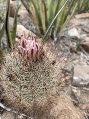 Echinomastus intertextus