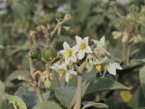 Potatotree (Solanum erianthum)