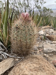 Echinomastus intertextus