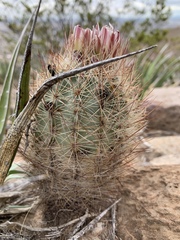 Echinomastus intertextus