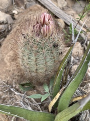 Echinomastus intertextus