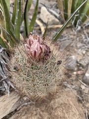 Echinomastus intertextus