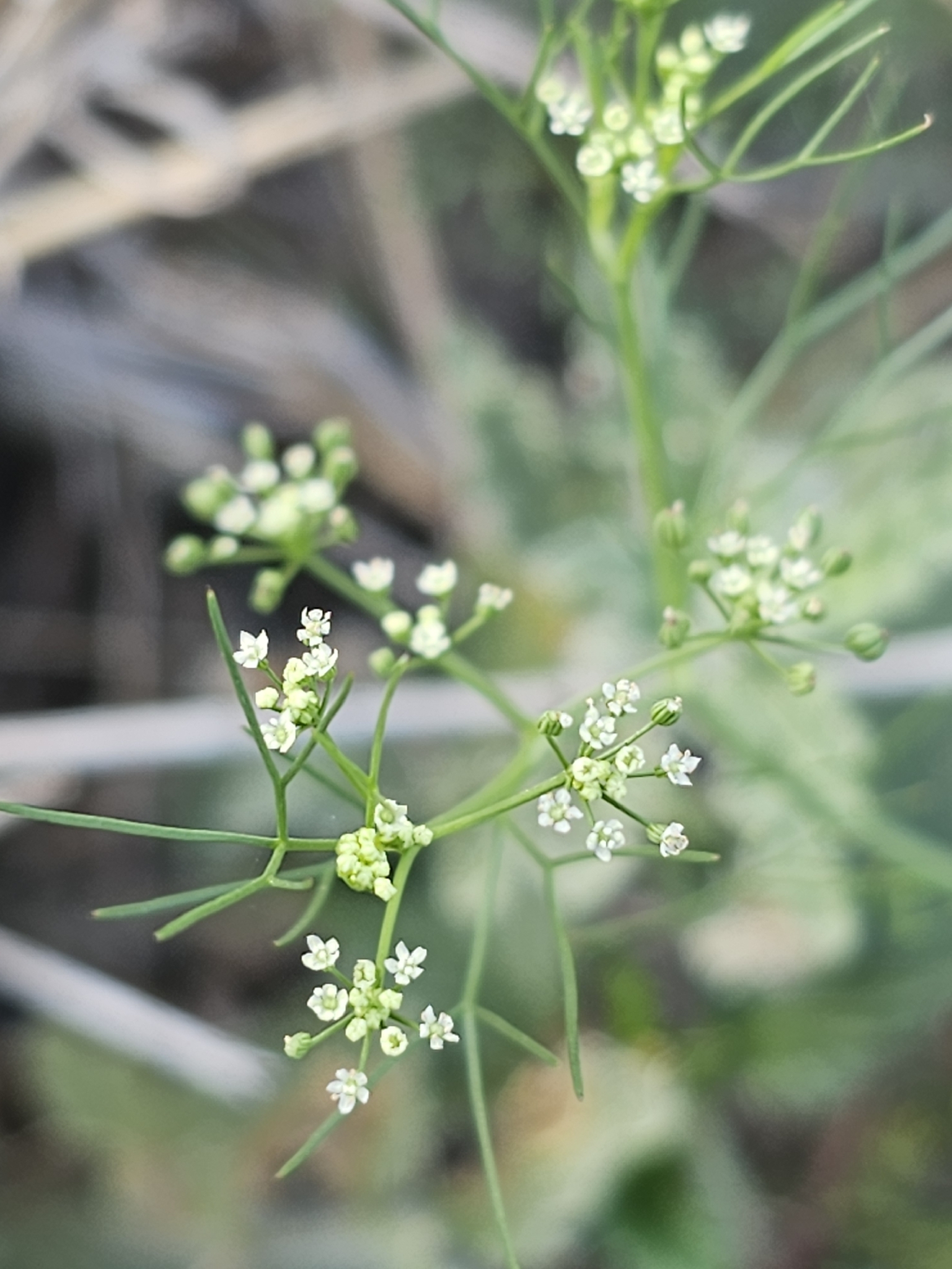 Marsh Parsley (Cyclospermum leptophyllum)