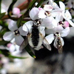 Acreotrichus antecedens