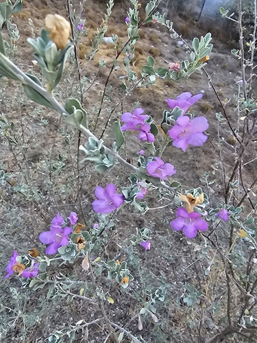 Texas Barometer Bush (Leucophyllum frutescens)