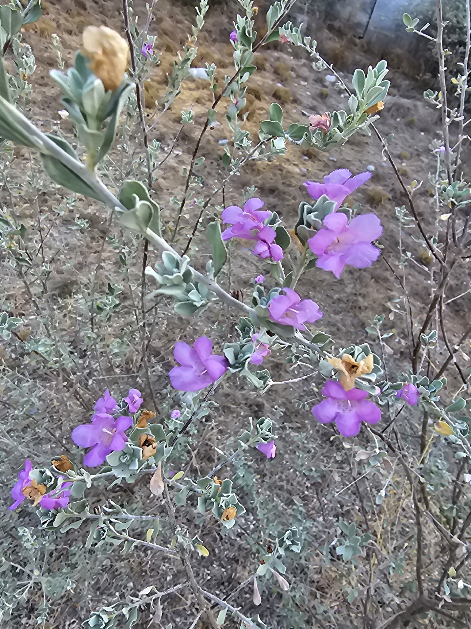 Texas Barometer Bush (Leucophyllum frutescens)