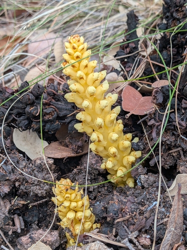 alpine cancer-root (Conopholis alpina)