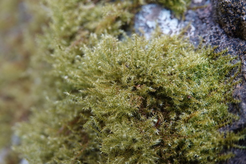 Campylium protensum observed 2026-04-06