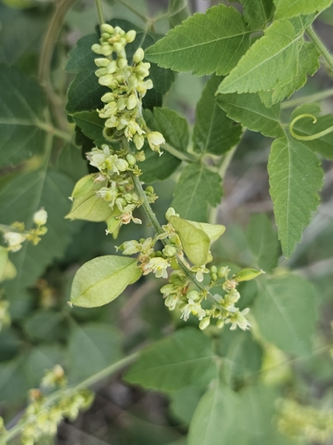 apaac (Urvillea ulmacea)