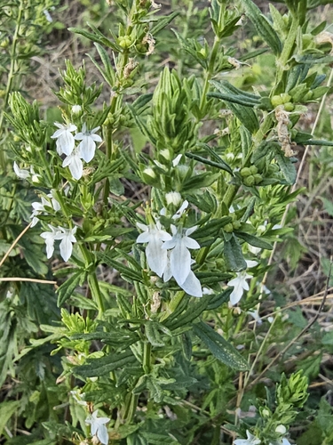 Small Coastal Germander (Teucrium cubense)