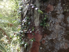 Metrosideros albiflora