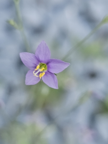 Splitleaf Gilia (Giliastrum incisum)