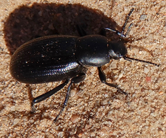 Eleodes carbonaria