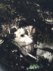 Didelphis virginiana