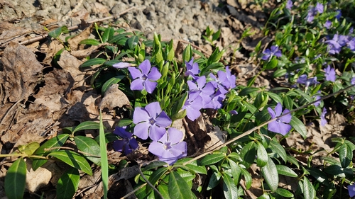 lesser periwinkle