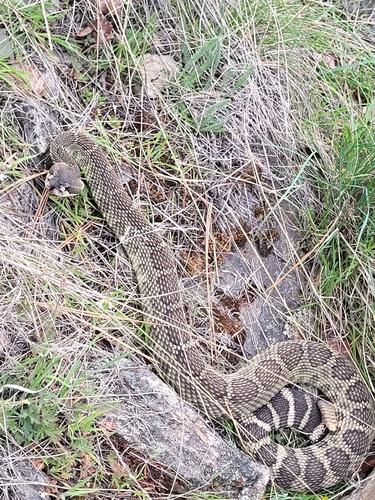 Northern Pacific Rattlesnake