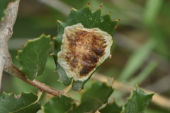 Phyllonorycter belotella