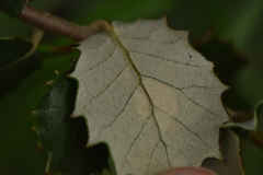 Phyllonorycter belotella