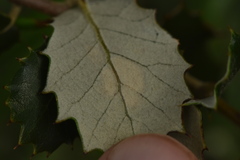 Phyllonorycter belotella